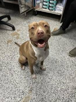 Mixed Breed Dogs Available for Adoption - Flora | PetCurious