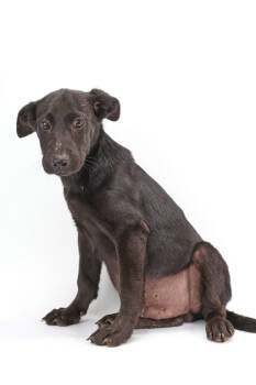 Rescue Golden Retriever and Mixed Breed Dogs for Adoption in Morton Grove, Illinois - Limeric | PetCurious