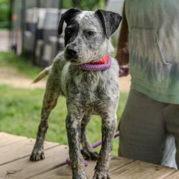 Lemonade -  Australian Cattle Dog Blue Heeler and Mixed Breed Dog for Adoption in Pawling, New York - Lemonade | PetCurious