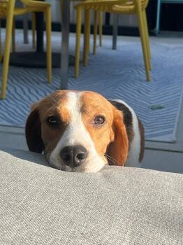 Beagle Dogs Available for Adoption in Littleton, Colorado - Bernie | PetCurious