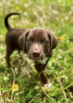 Hound Dogs Available for Adoption in South Bend, Indiana - Nesquick | PetCurious