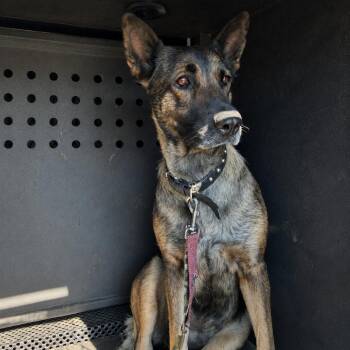 Gorda -  German Shepherd Dog and Belgian Shepherd Malinois Dog for Adoption in Westminster, California - Gorda | PetCurious