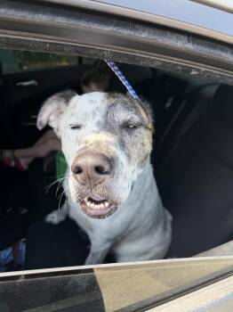 Jonah -  Australian Cattle Dog Blue Heeler Dog for Adoption in Milton, Florida - Jonah | PetCurious