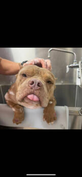 Rescue American Bully Dogs for Adoption in Randolph, Massachusetts - Bubbly Brutus | PetCurious