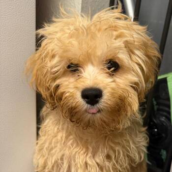 Teddy -  Maltese and Yorkshire Terrier Dog for Adoption in Hinesville, Georgia - Teddy | PetCurious