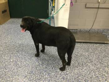 Labrador Retriever Dogs Available for Adoption - DORY | PetCurious