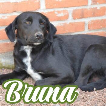 Bruna -  Mixed Breed Dog for Adoption in Mississauga, Ontario - Bruna | PetCurious