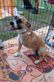 Rescue Australian Cattle Dog Blue Heeler and American Staffordshire Terrier Dogs for Adoption in Gillsville, Georgia - Beatrice (Tri-Pod) | PetCurious