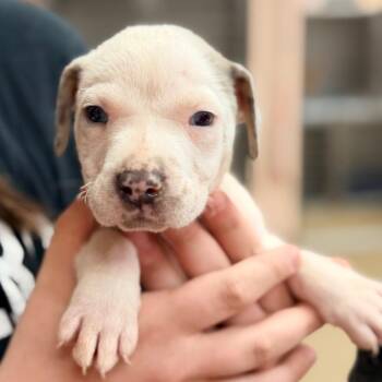 Catahoula Leopard Dog and Mixed Breed Dogs Available for Adoption in Columbus, Georgia - McNugget | PetCurious