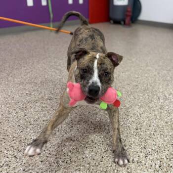 Fig -  Catahoula Leopard Dog and Mixed Breed Dog for Adoption in Bullhead City, Arizona - Fig | PetCurious