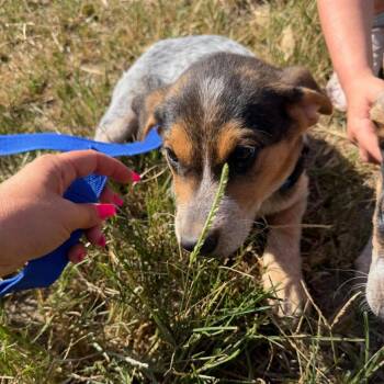 Bingo -  Australian Cattle Dog Blue Heeler Dog for Adoption in Okmulgee, Oklahoma - Bingo | PetCurious