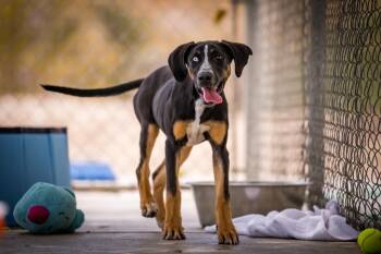 Joni -  Hound Dog for Adoption in Twentynine Palms, California - Joni | PetCurious