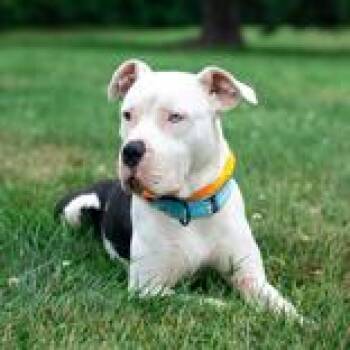 Phoebe -  Pit Bull Terrier Dog for Adoption in Hilliard, Ohio - Phoebe | PetCurious