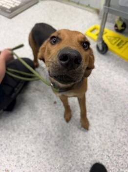 Georgia - 1 -  Hound and Mixed Breed Dog for Adoption in Daytona Beach, Florida - Georgia - 1 | PetCurious