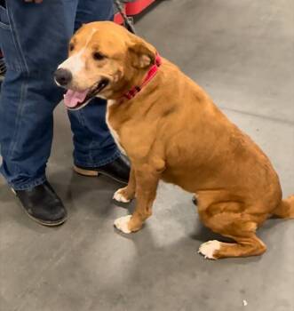 Rescue Labrador Retriever Dogs for Adoption in Vidor, Texas - Honey | PetCurious