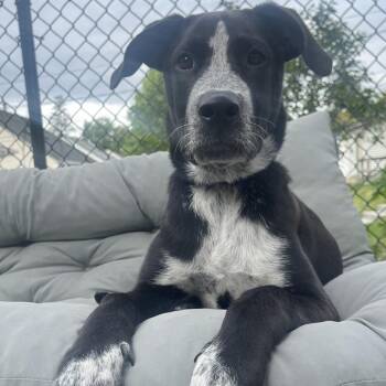 Charlie Boy D71100 -  Australian Cattle Dog Blue Heeler and Black Labrador Retriever Dog for Adoption in Minnetonka, Minnesota - Charlie Boy D71100 | PetCurious