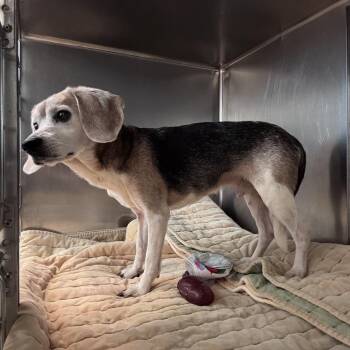 Scooby -  Mixed Breed Dog for Adoption in Asheville, North Carolina - Scooby | PetCurious
