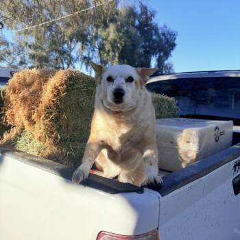 Cattle Dog and Chihuahua Dogs Available for Adoption - NORMA JEAN | PetCurious