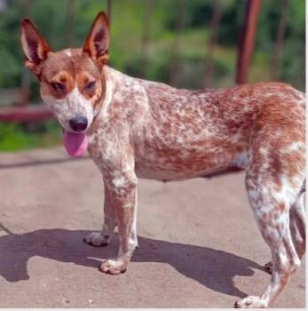 Australian Cattle Dog Blue Heeler Dogs Available for Adoption in Calgary, Alberta - Pecas | PetCurious