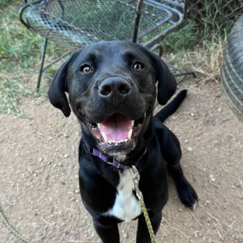 Augusta -  Labrador Retriever and Mixed Breed Dog for Adoption in Austin, Texas - Augusta | PetCurious