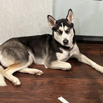 Gaby -  Siberian Husky Dog for Adoption in Philadelphia, Pennsylvania - Gaby | PetCurious