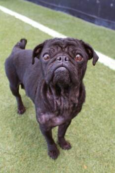Bonnie Sue -  Pug Dog Available for Adoption in Gardena, California - Bonnie Sue | PetCurious