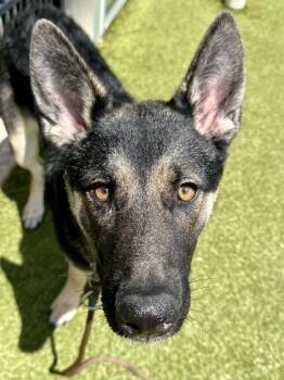 Angel -  Mixed Breed Dog for Adoption in Wichita, Kansas - Angel | PetCurious