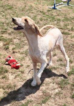 Mia -  Labradoodle Dog for Adoption in Middle Township, New Jersey - Mia | PetCurious