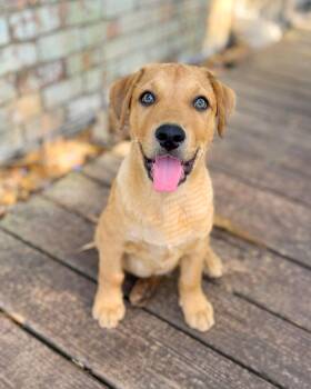 Labrador Retriever Dogs Available for Adoption in Gulfport, Mississippi - Mozart | PetCurious