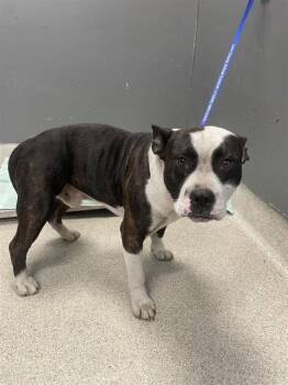 MULDER -  American Staffordshire Terrier and Mixed Breed Dog for Adoption in Tallahassee, Florida - MULDER | PetCurious