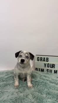Shumai -  Cattle Dog and Husky Dog for Adoption in Phoenix, Arizona - Shumai | PetCurious