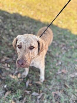 Rescue Chesapeake Bay Retriever Dogs for Adoption in Aiken, South Carolina - Kendall | PetCurious