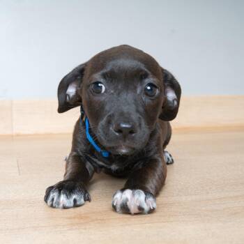 Mustard D69878 -  Dachshund and Terrier Dog for Adoption in Minnetonka, Minnesota - Mustard D69878 | PetCurious
