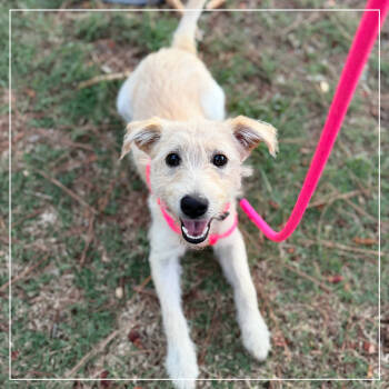 Rescue Wirehaired Terrier and Mixed Breed Dogs for Adoption in Little Rock, Arkansas - Daisy | PetCurious