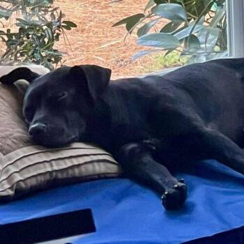 Black Labrador Retriever and Pit Bull Terrier Dogs Available for Adoption - Cinder | PetCurious