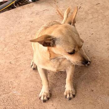 Kona -  Chihuahua Dog Available for Adoption in Edinburg, Texas - Kona | PetCurious