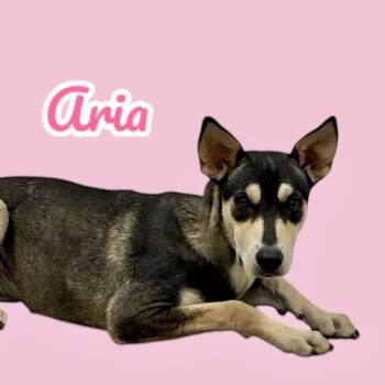 Rescue Husky and Mixed Breed Dogs for Adoption in Scottsdale, Arizona - Aria | PetCurious