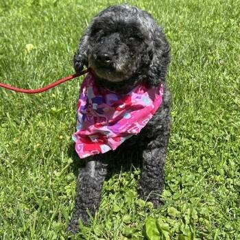 Miniature Poodle Dogs Available for Adoption in Cincinnati, Ohio - Pickles | PetCurious