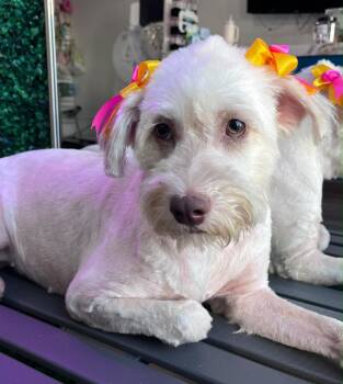 Mia -  Poodle Dog for Adoption in Yarnell, Arizona - Mia | PetCurious