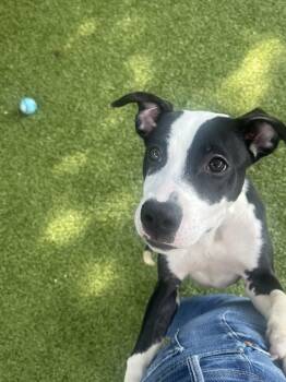 Rescue Terrier Dogs for Adoption in Hilton Head Island, South Carolina - Glitter | PetCurious