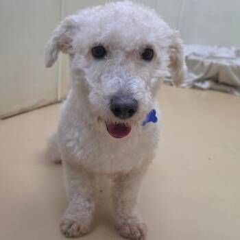Rocky - Chino Hills Location -  Poodle and None Dog for Adoption in Chino Hills, California - Rocky - Chino Hills Location | PetCurious