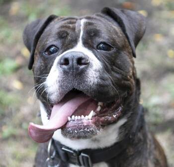 Rescue Boxer Dogs for Adoption in Chicago, Illinois - Cora | PetCurious