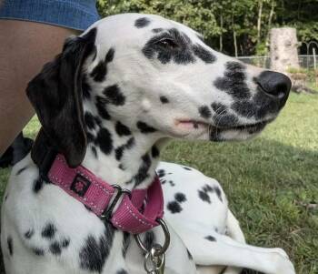 Lucy -  Dalmatian Dog for Adoption in Alden, New York - Lucy | PetCurious