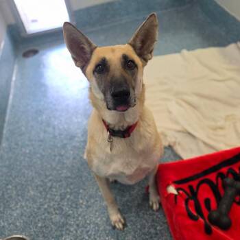 Empress -  German Shepherd Dog Dog for Adoption in Greensboro, North Carolina - Empress | PetCurious
