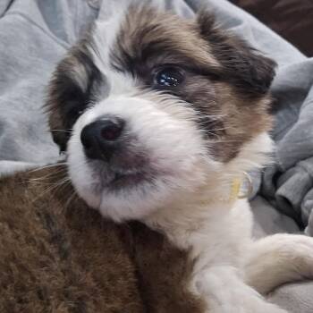 American Bulldog and Anatolian Shepherd Dogs Available for Adoption - Anne | PetCurious