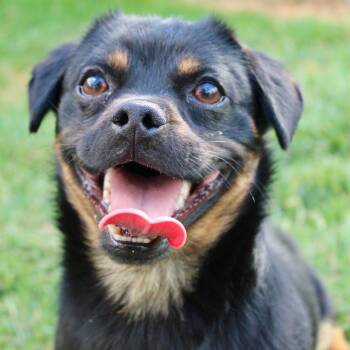 Rottweiler and Terrier Dogs Available for Adoption in Ridgefield, Washington - Mr. Tiny Thor | PetCurious