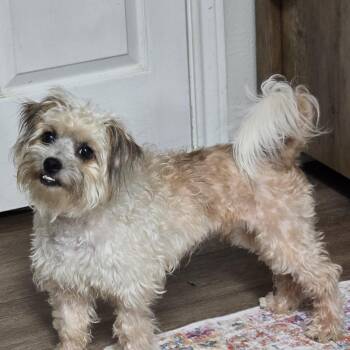 Holsinger WA14564-T -  Shih Tzu and Poodle Dog for Adoption in Missouri City, Texas - Holsinger WA14564-T | PetCurious
