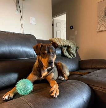 Kiko -  Rottweiler Dog for Adoption in Polk, Ohio - Kiko | PetCurious