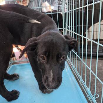 Nero -  Mixed Breed Dog for Adoption in Leander, Texas - Nero | PetCurious