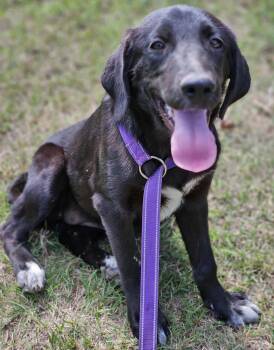 Rescue Black Labrador Retriever Dogs for Adoption in Bethpage, New York - Franny (Located In Louisiana) | PetCurious